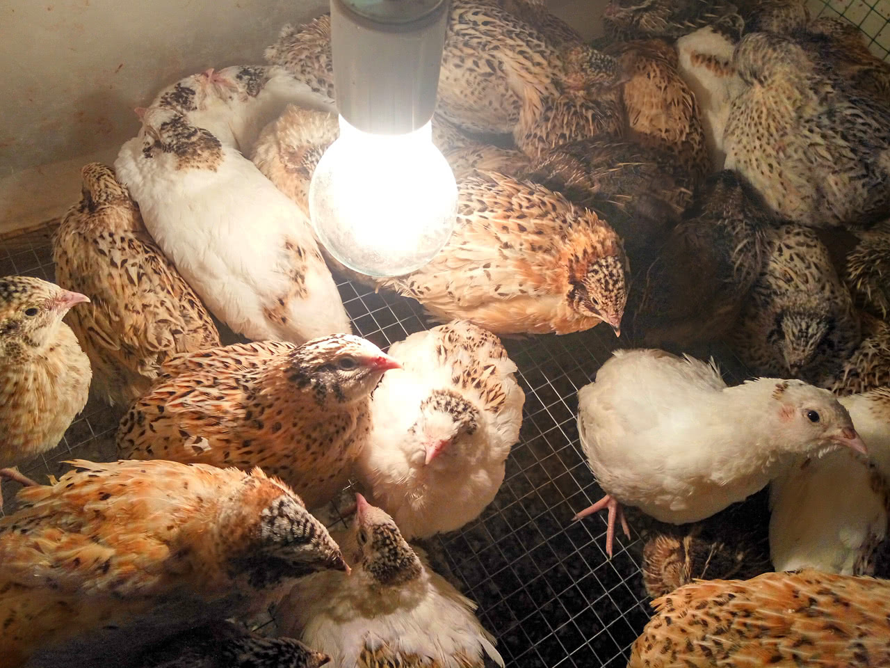 鹌鹑的养殖技术