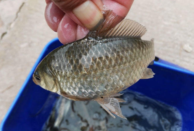 才知道鲫鱼分野生鲫和杂交鲫区别很大弄懂买不吃亏