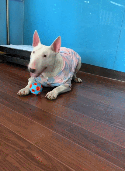 好可爱的小狗子,一脸懒散的小模样,真是无敌小可爱.