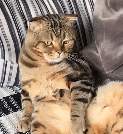 乖巧懂事的喵星人无比有趣的喵星人看它一脸呆萌的模样真是太喜感了吧