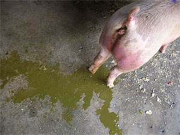 疾病引起的拉稀腹泻,比如猪瘟,猪传染性胃肠炎等,对于一些病毒性疾病