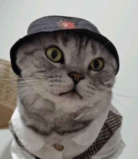 喵星人实在是太可爱了,这憨憨的小表情,好想抱抱啊!