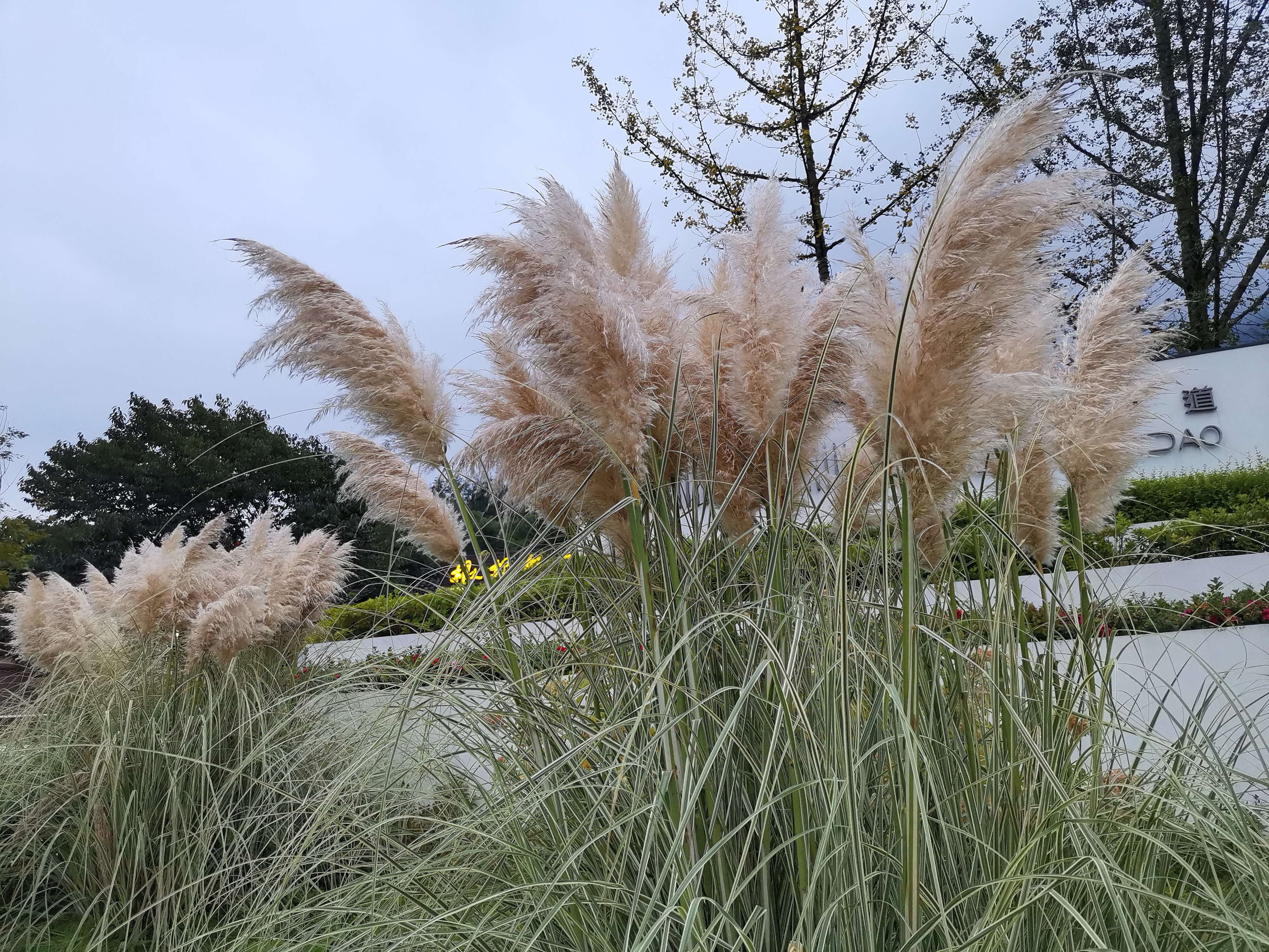 峨眉山上的蒲苇开花啦!