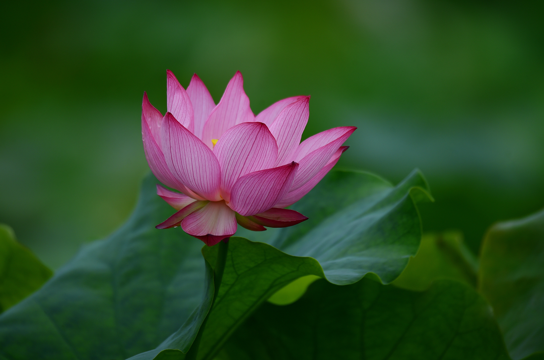 沙湾,荷花,沙湾区,踏水镇,汉服,柏林