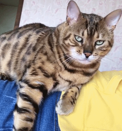 聪颖美丽的小花猫,你看精神抖擞的样子,一脸的神气.