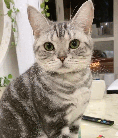 这是我见过听话的猫咪,傻乎乎的动作,太惹人喜爱了!