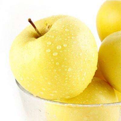 黄金苹果苗价格多少钱一棵?有哪些栽植方法?