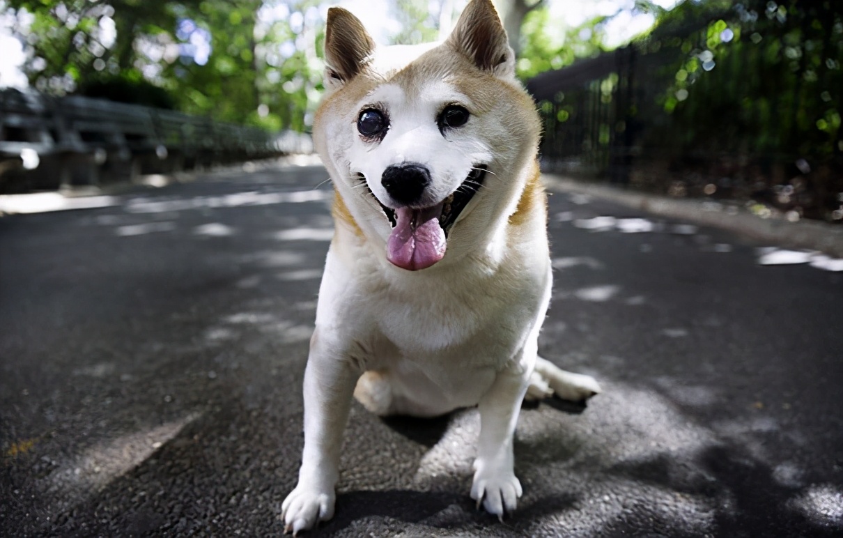 11岁柴犬无时无刻都挂着温暖的微笑,却身患重疾,让人更加心疼