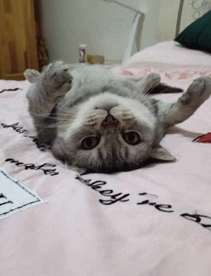 憨态可掬的小猫咪,看它乖巧听话的样子,真的是让人非常喜欢!