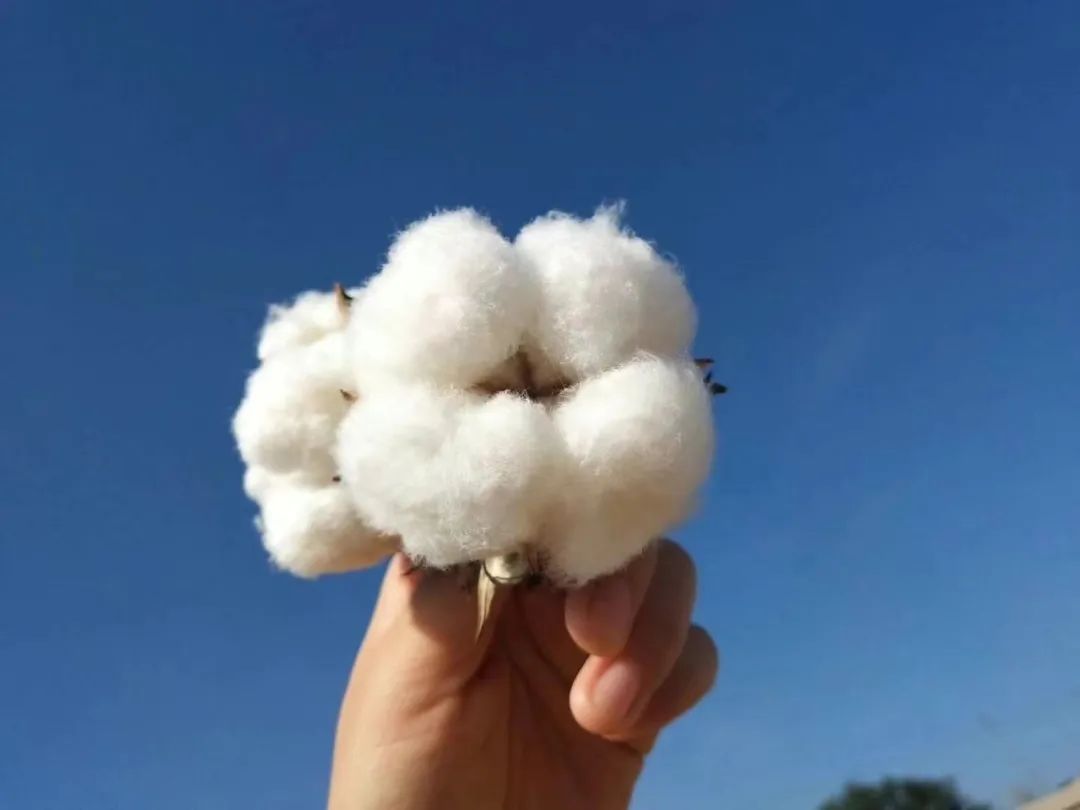 我,支持新疆棉花!