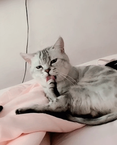 喵星人,萌宠,生活趣事,二货