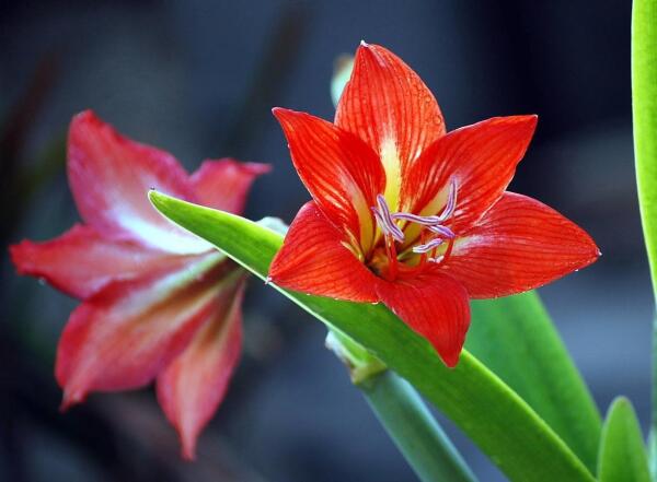到了養球根花的時候了 這3種招人喜歡 開花也很稀罕 互動頭條