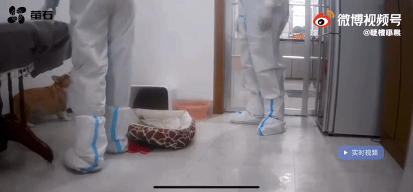 主人隔离期间宠物狗被处置，涉事工作人员已被调离岗位并诚恳道歉