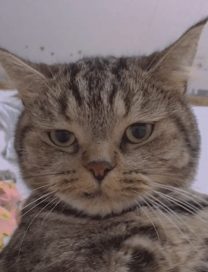 乖巧且憨态可掬的小萌猫,瞧这憨憨的小表情,真是呆萌又可爱!