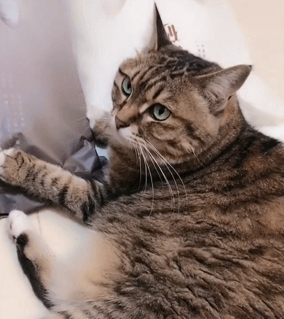 古灵精怪的猫咪,看它乖巧听话的样子,猫咪很喜欢主人吧!