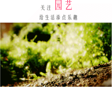 植物風水學知識 太全了 現在知道還不晚 互動頭條