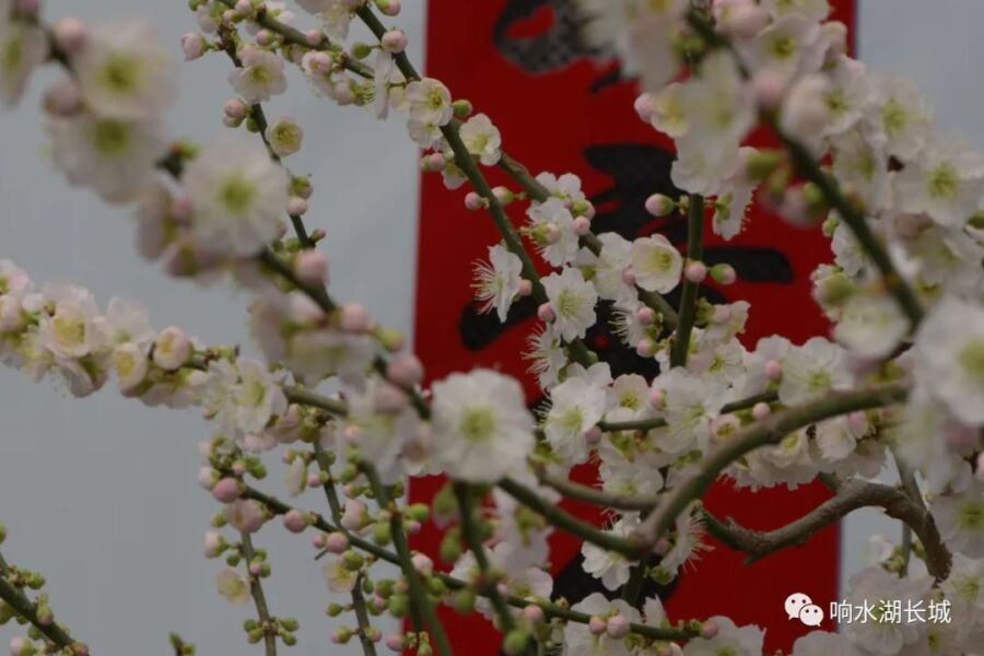 梅展盛世花开冬奥 第三届北京长城梅花节在响水湖长城盛装开幕
