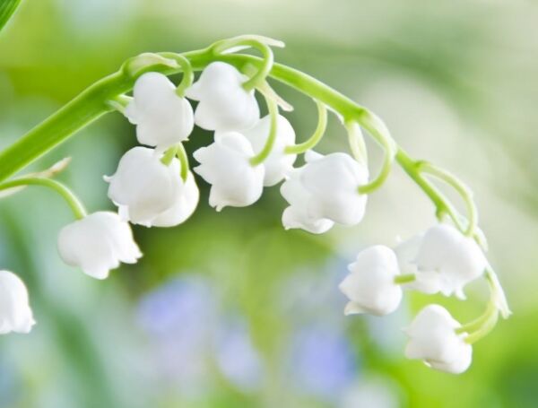 鈴蘭花喜歡嗎 幽雅清麗 芳香宜人 花開 幸福來 互動頭條