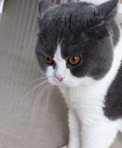 409_498gif 动态图 动图