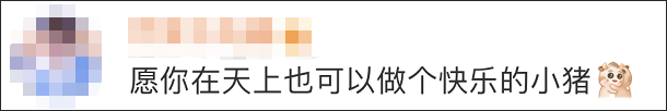 14岁高龄“猪坚强”离世，遗体已被冰冻