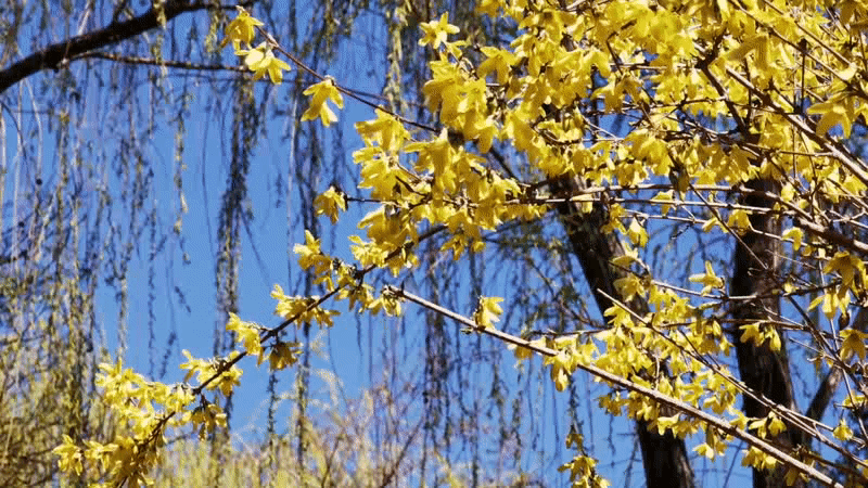 "一年春景莫错过,最是花开好时节",陌上花开,趁着诗酒年华,来一场春天