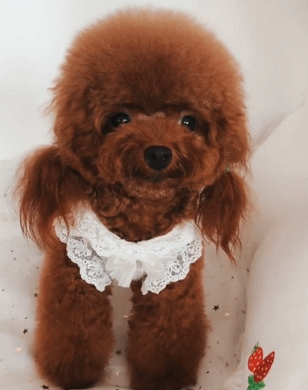 灵活乖巧的小狗狗,一脸卖萌的样子,简直是太幸福啦!