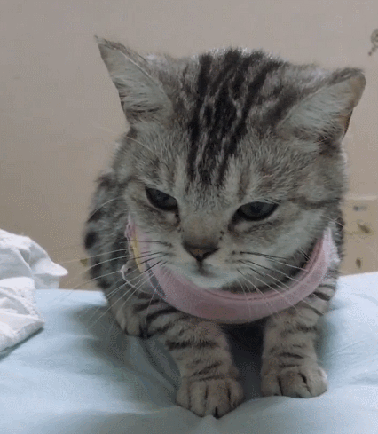 二货,萌宠,生活趣事,喵星人