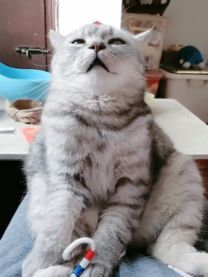 喵星人,萌宠,生活趣事,二货