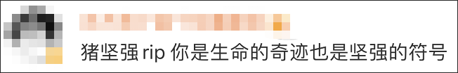 14岁高龄“猪坚强”离世，遗体已被冰冻