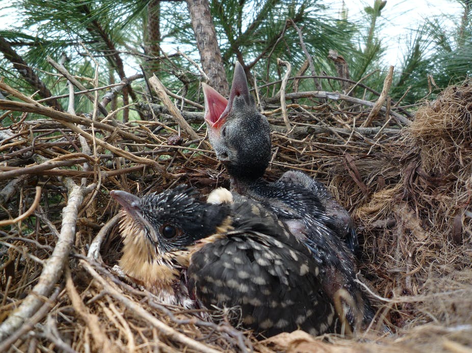 当鸟类发现自己养了一只杜鹃的雏鸟时它们会作何反应