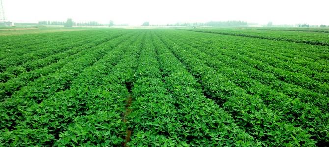 花生,植株,施肥,浇水,早衰