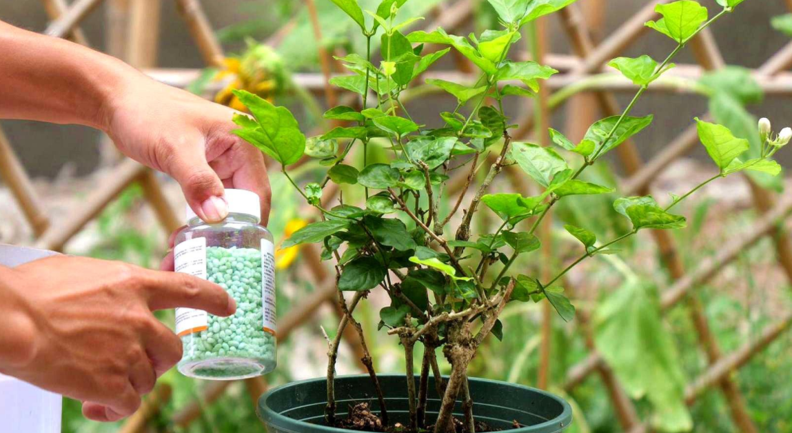 茉莉今年已经开第三波花了 掌握这养护的4点窍门 花开不断