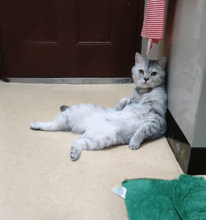 冰雪聪明的猫咪,一脸安逸的表情,真的是太纯真了!