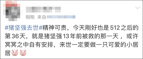 14岁高龄“猪坚强”离世，遗体已被冰冻
