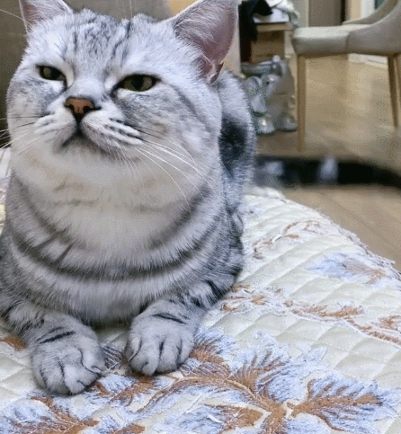 小猫咪太可爱了,瞧这眼珠圆溜溜的样子,真是一个小淘气儿!