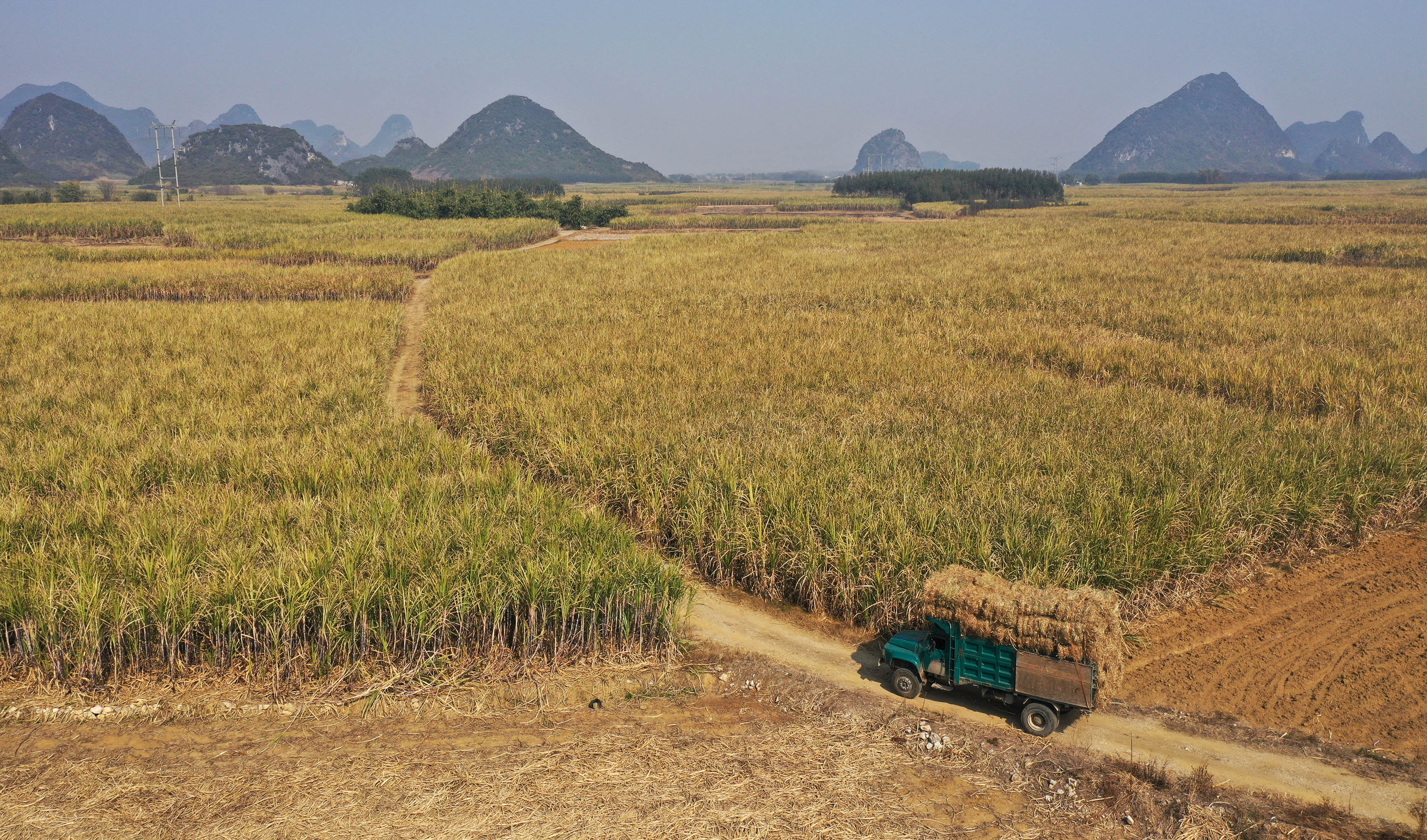 1月19日,在广西柳城县太平镇杨梅村,满载甘蔗叶的货车从甘蔗地旁驶过