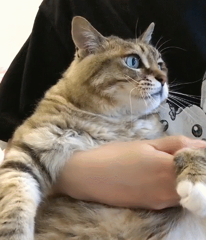 二货,萌宠,生活趣事,喵星人