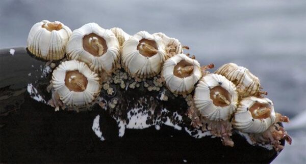 为什么海洋生物最讨厌藤壶 一辈子挥之不去的伤疤 Acfun弹幕视频网 认真你就输啦 W ノ つロ