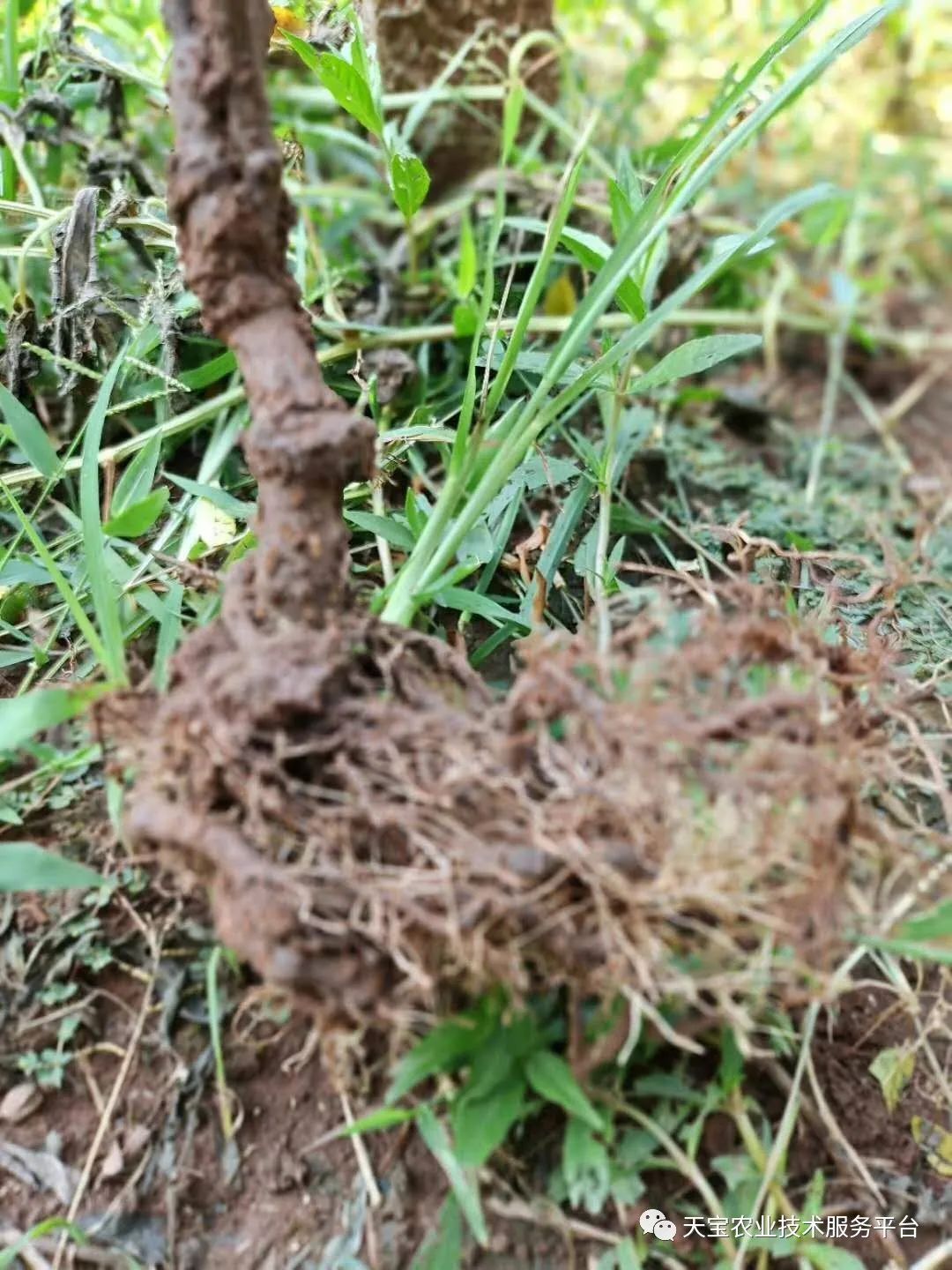 大揭秘:农药成分含量一样,为啥价格效果差别那么大?