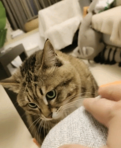 萌宠,二货,喵星人,生活趣事