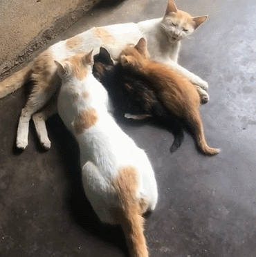 370_372gif 动态图 动图