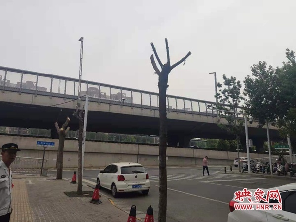 郑州英协路上三棵行道树被浇不明液体濒临死亡 绿化人员已报警