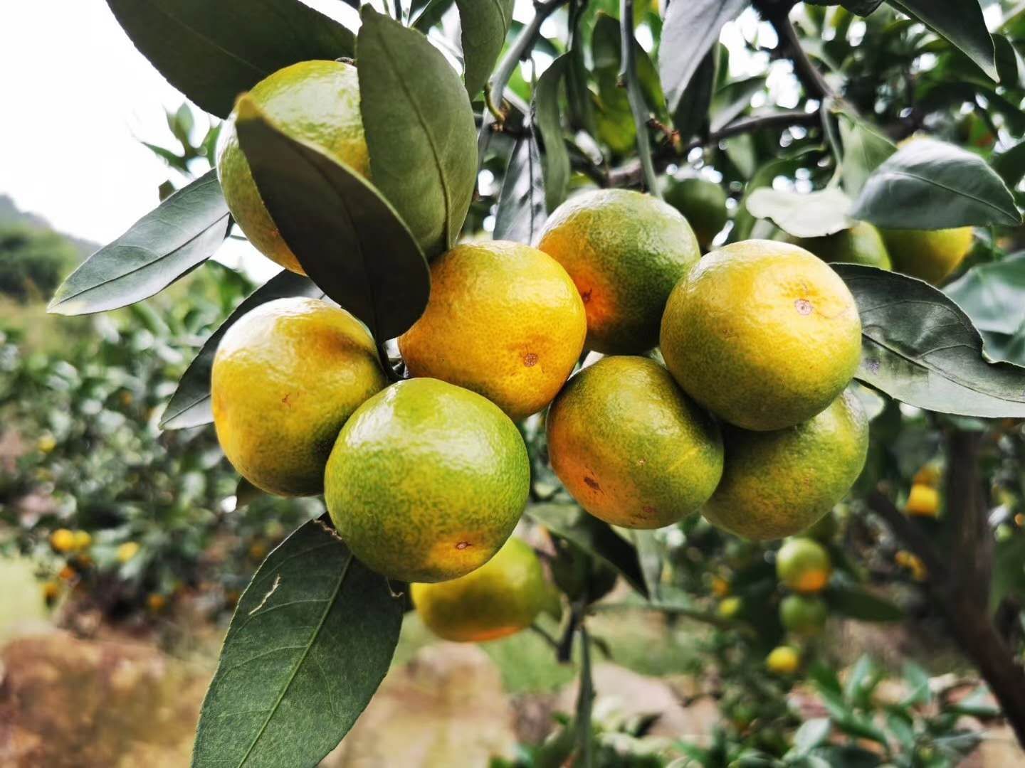 清香蜜桔皮的药用价值与功效(清香蜜桔皮的药用价值与功效是什么) 清香蜜桔皮的药用价值与功效(清香蜜桔皮的药用价值与功效是什么)