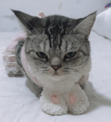 我是没见过如此呆萌的小猫咪,一脸严肃的模样,真是可爱极啦!