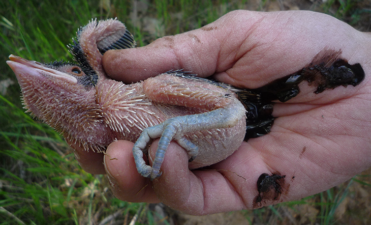 当鸟类发现自己养了一只杜鹃的雏鸟时它们会作何反应