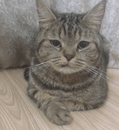 408_445gif 动态图 动图