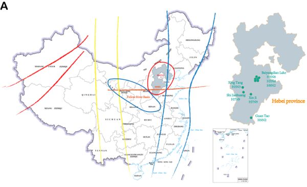 J Infect 于飞/刘朋/李锋/姜世勃合作团队：在河北省2021-2023年禽流感病毒的监测中发现新型重组H3N3禽流感病毒