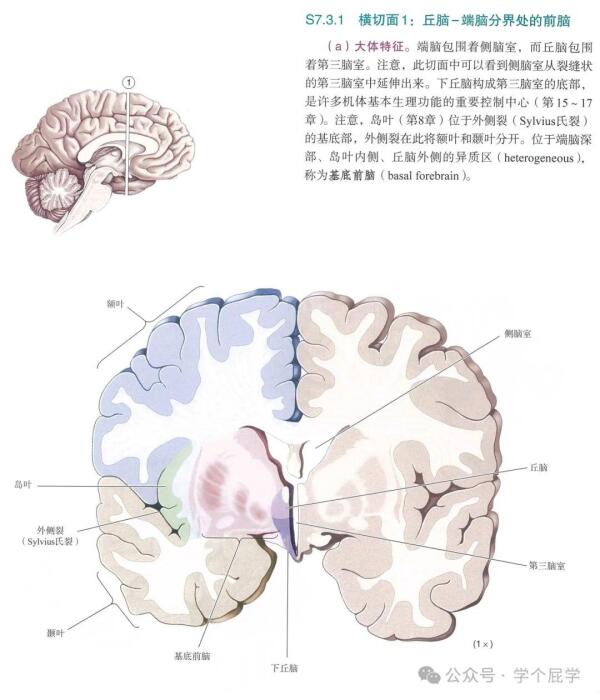 大脑的几个切面结构解析