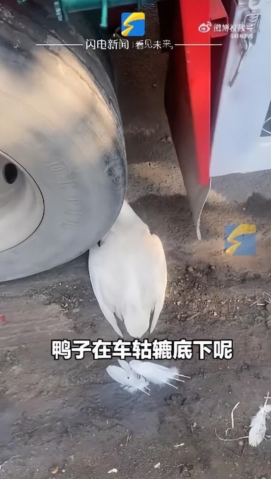 大妈把死鸭子塞车轮下碰瓷货车司机索要100元