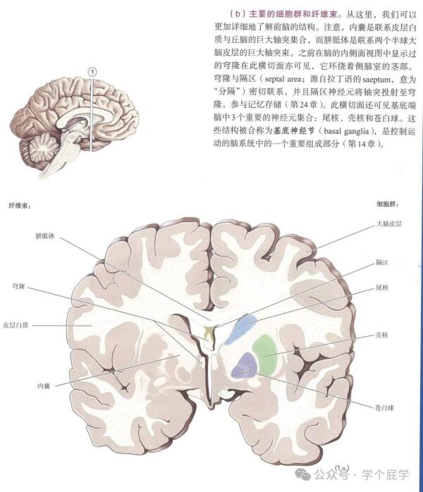 大脑的几个切面结构解析